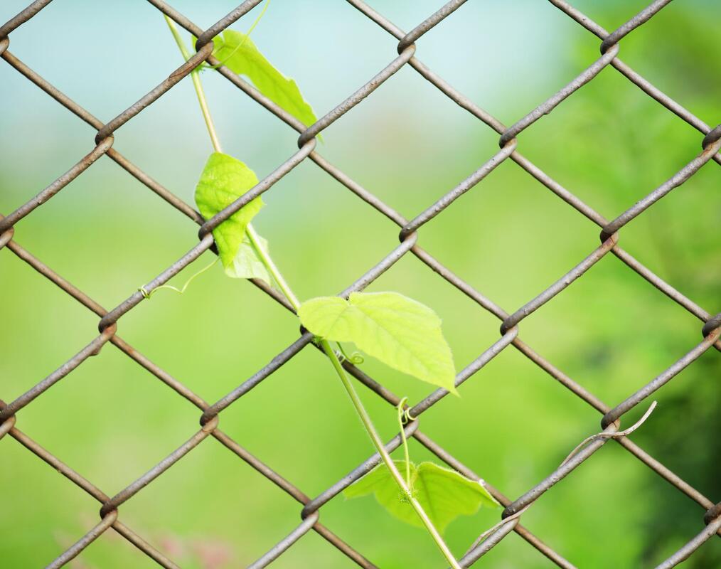 a chain link fence